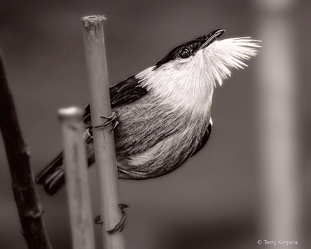 Golden Collared Manakin Courtship Display B&W