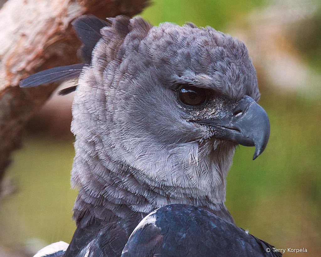 Harpy Eagle 