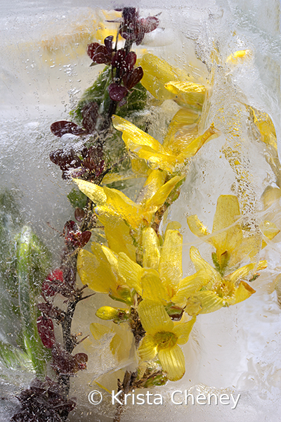 Forsythia and barberry in ice