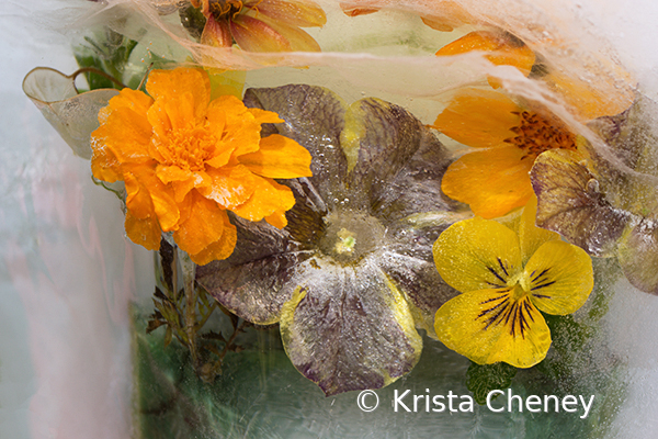Petunia, marigold, and viola in ice