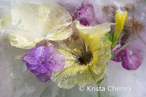 Yellow petunia in ice