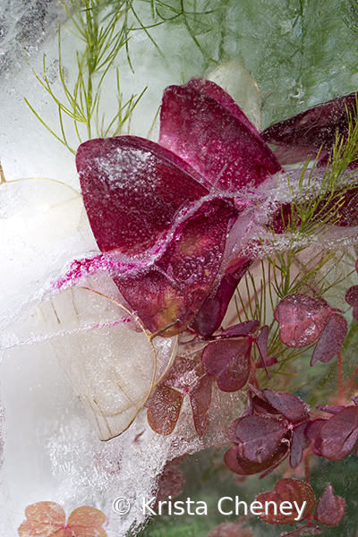 Oxalis in ice III A