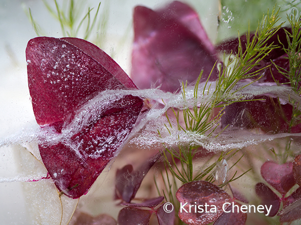 Oxalis in ice III C