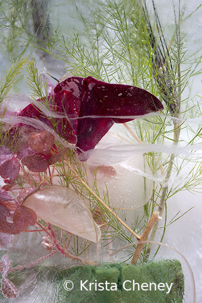 Oxalis in ice III D