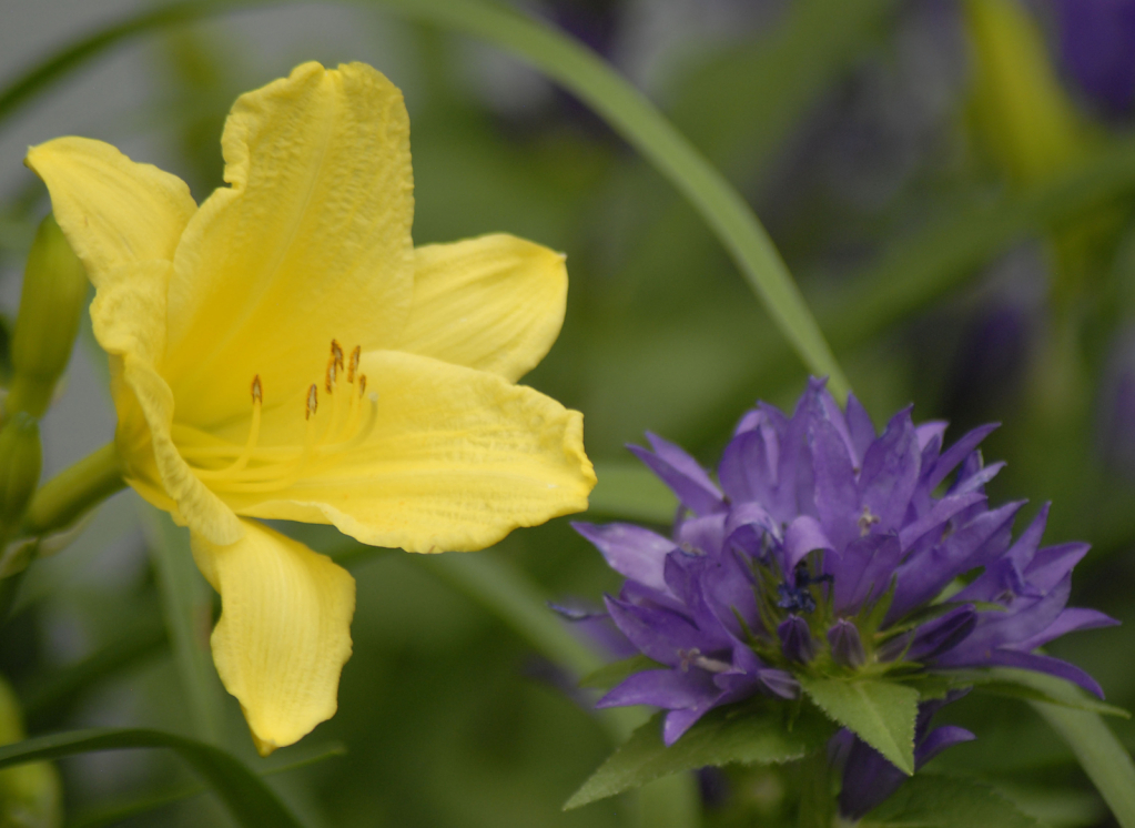 Stella d'oro daylily and bellflower