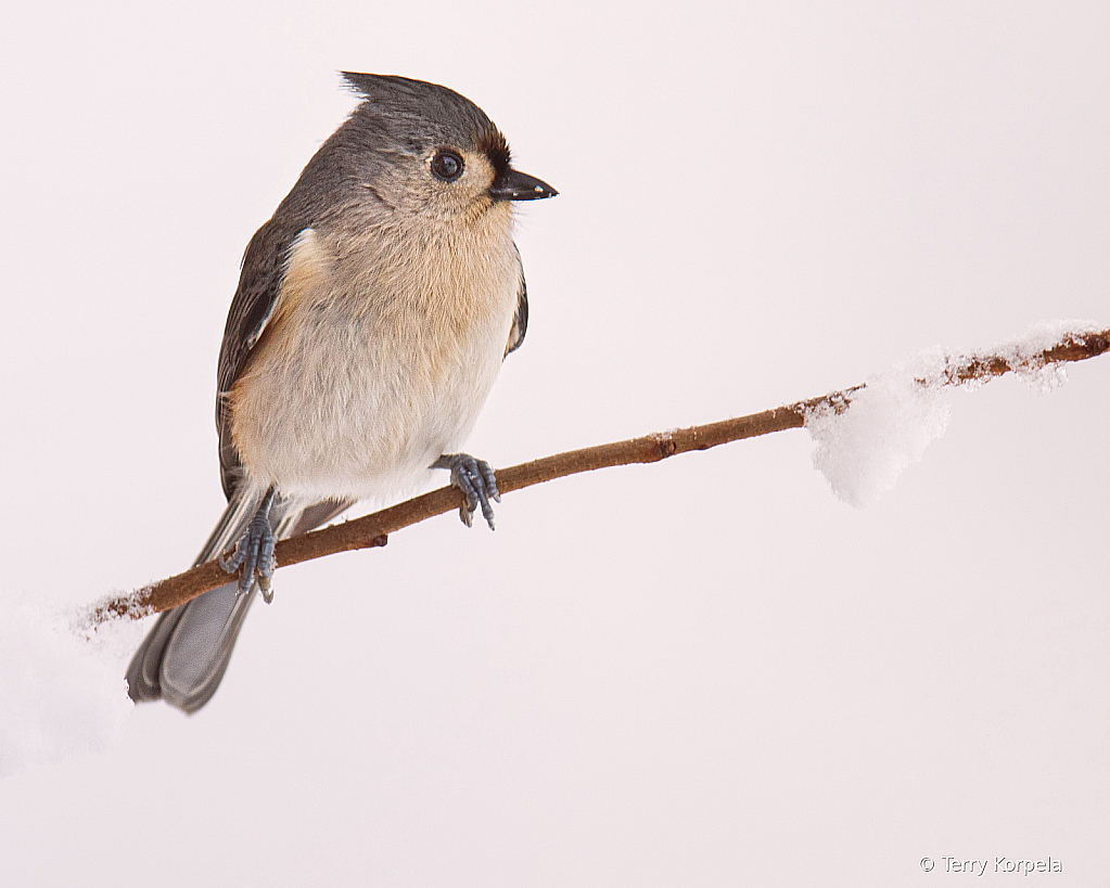 Snow Day!