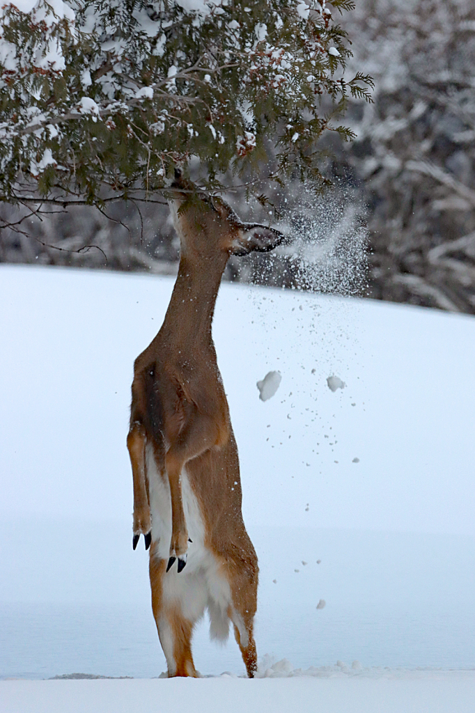 Reaching for Food