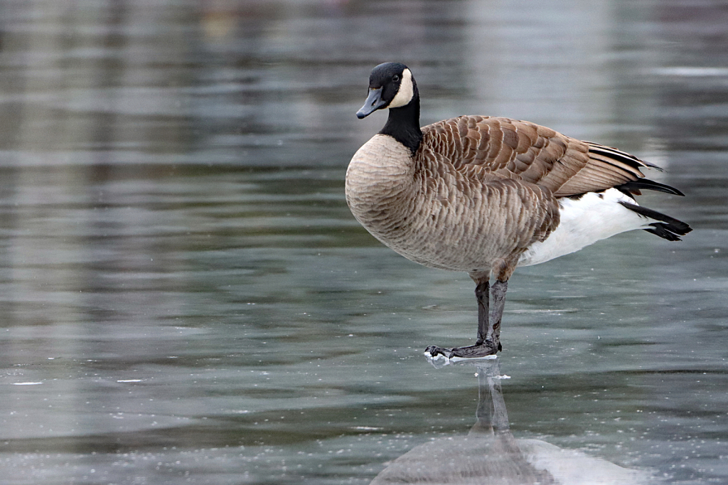 Goose On Ice