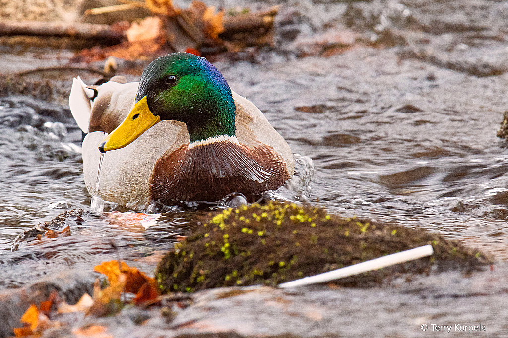 Mallard on the Watauga River