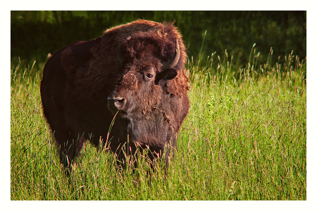 Bison Lady in Custer State Park