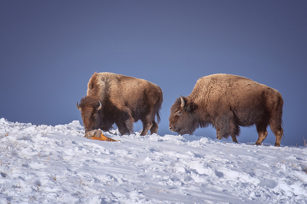 Windblown Pair of Bulls