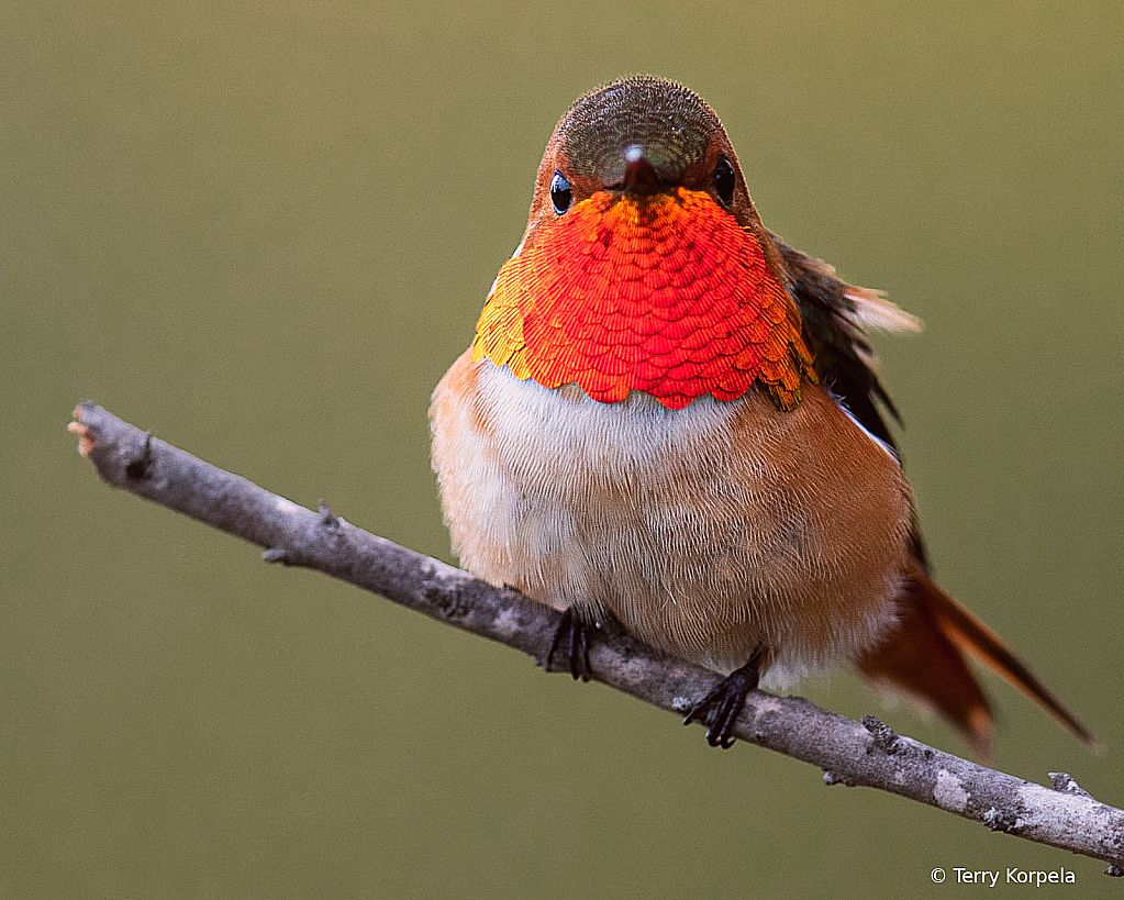 Allen's Hummingbird