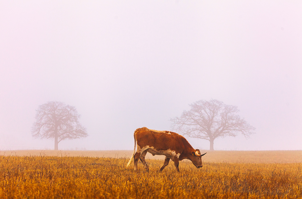 Ranch Life