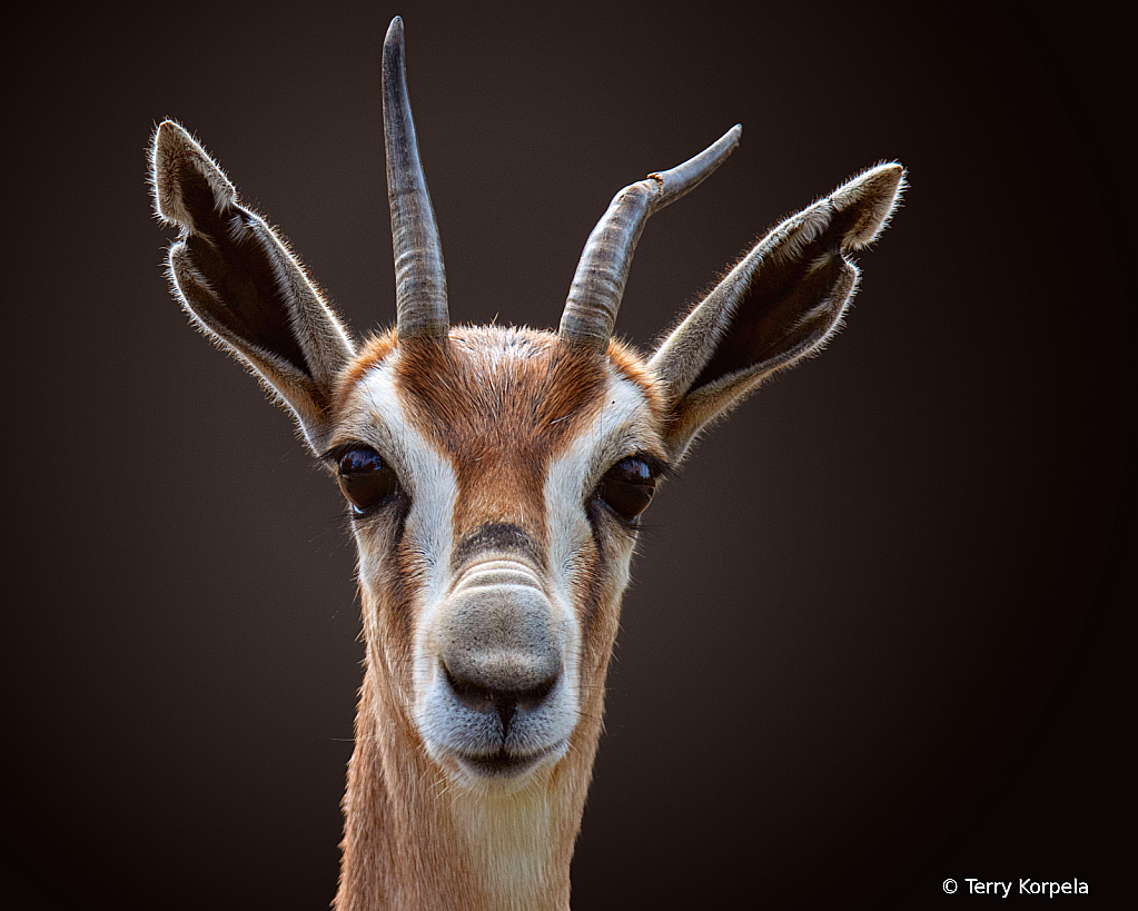 Speke's Gazelle