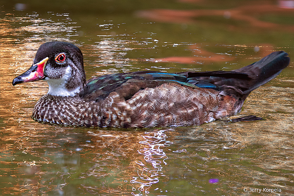 Wood Duck (Male Eclipse)