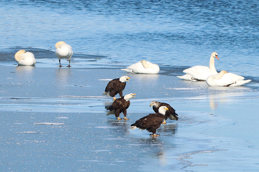 Eagles on Ice