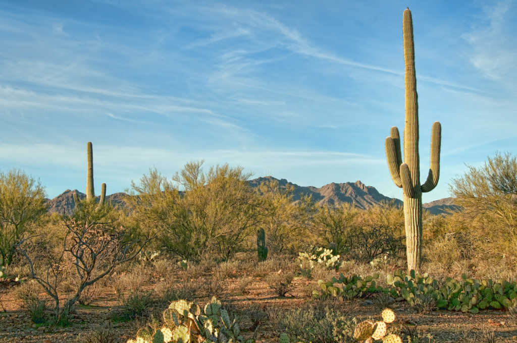 Beauty of the Desert