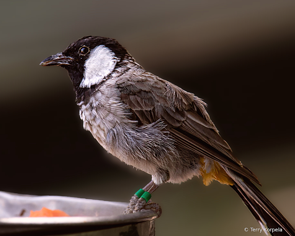 Black-throated Laughingthrush