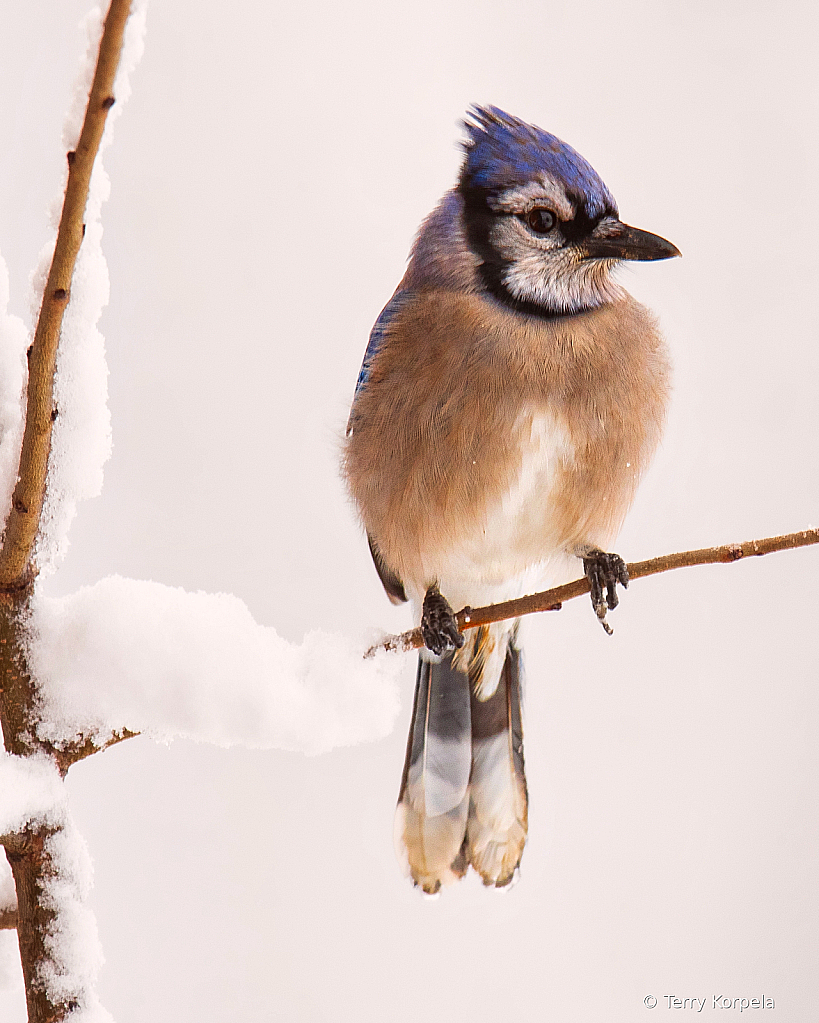 Blue Jay Snow Day!