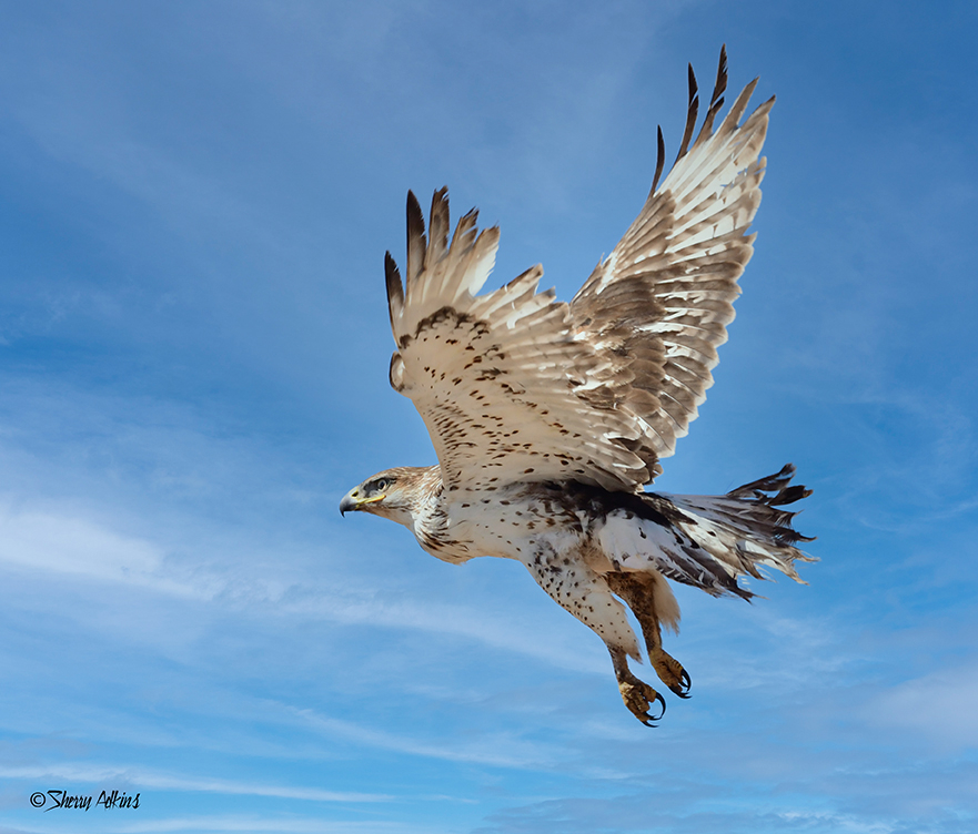 Ferruginous Hawk in Flight