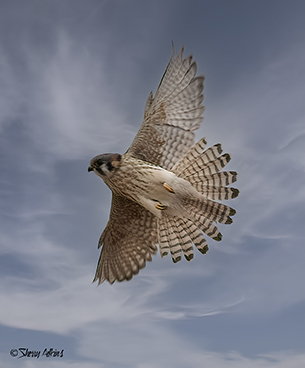 American Kestrel