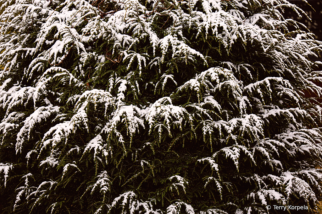 Snow Bush