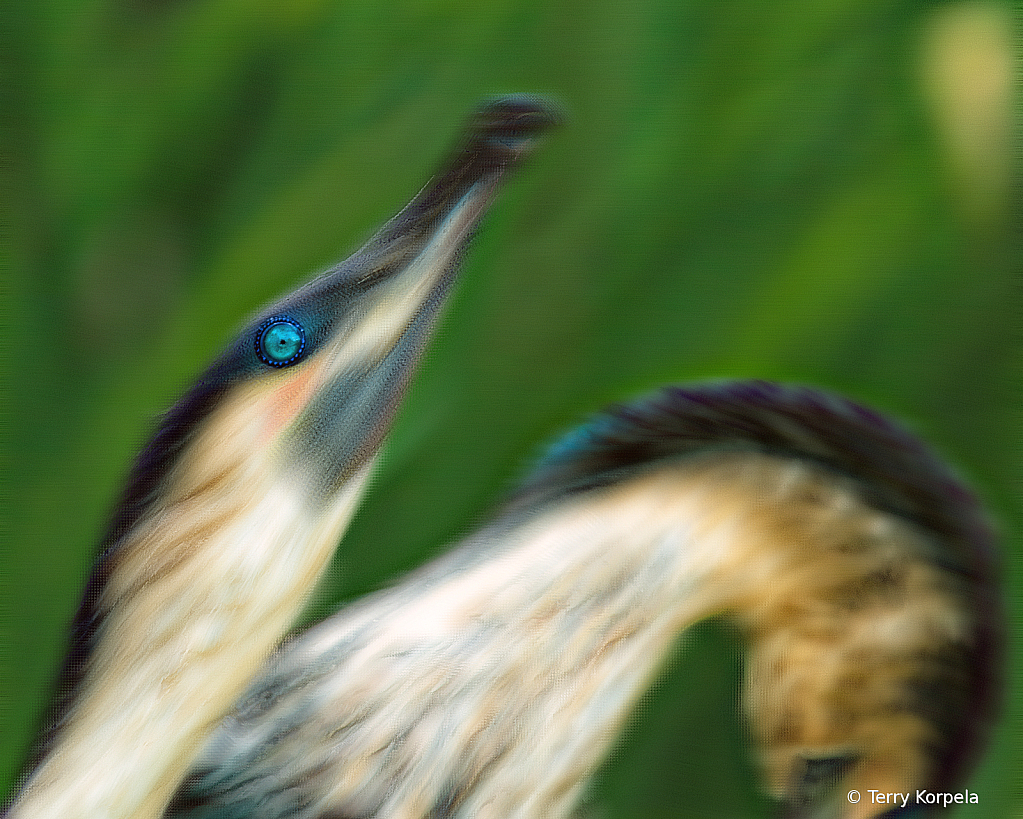 White-breasted Cormorant (Abstract)