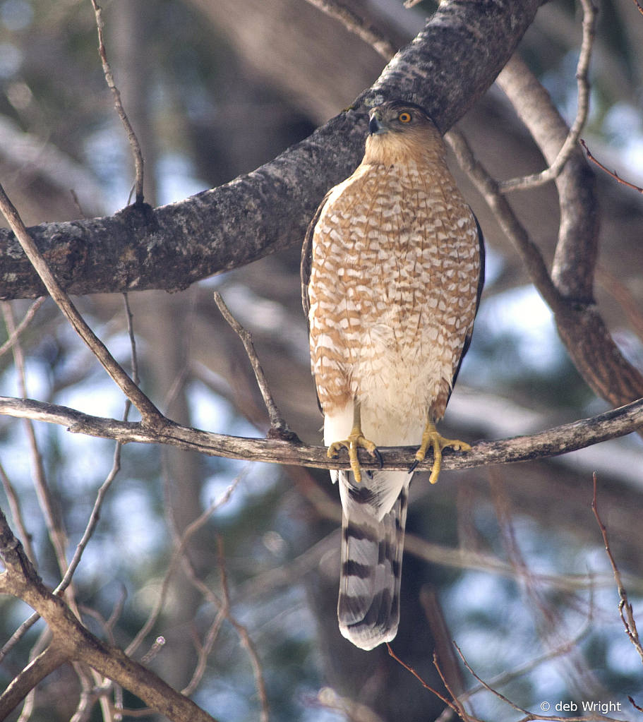 Coopers Hawk