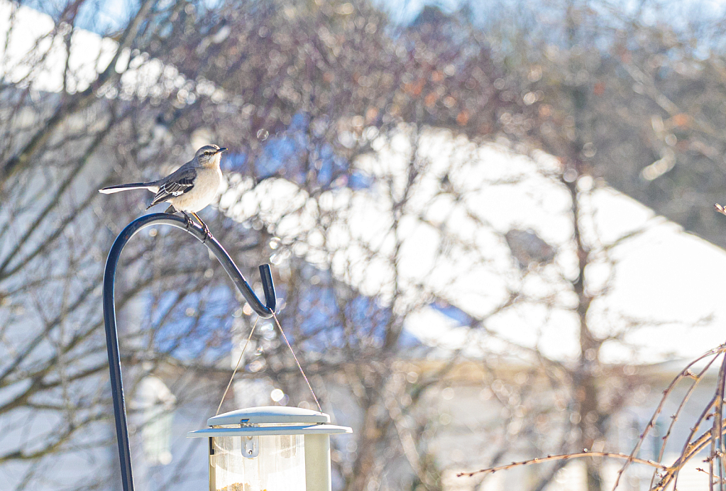 Winter Backyard Bird