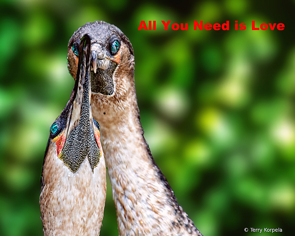 All You Need is Love