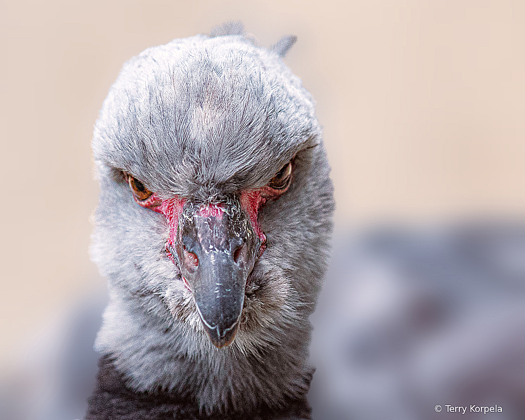 Southern Screamer (portrait)