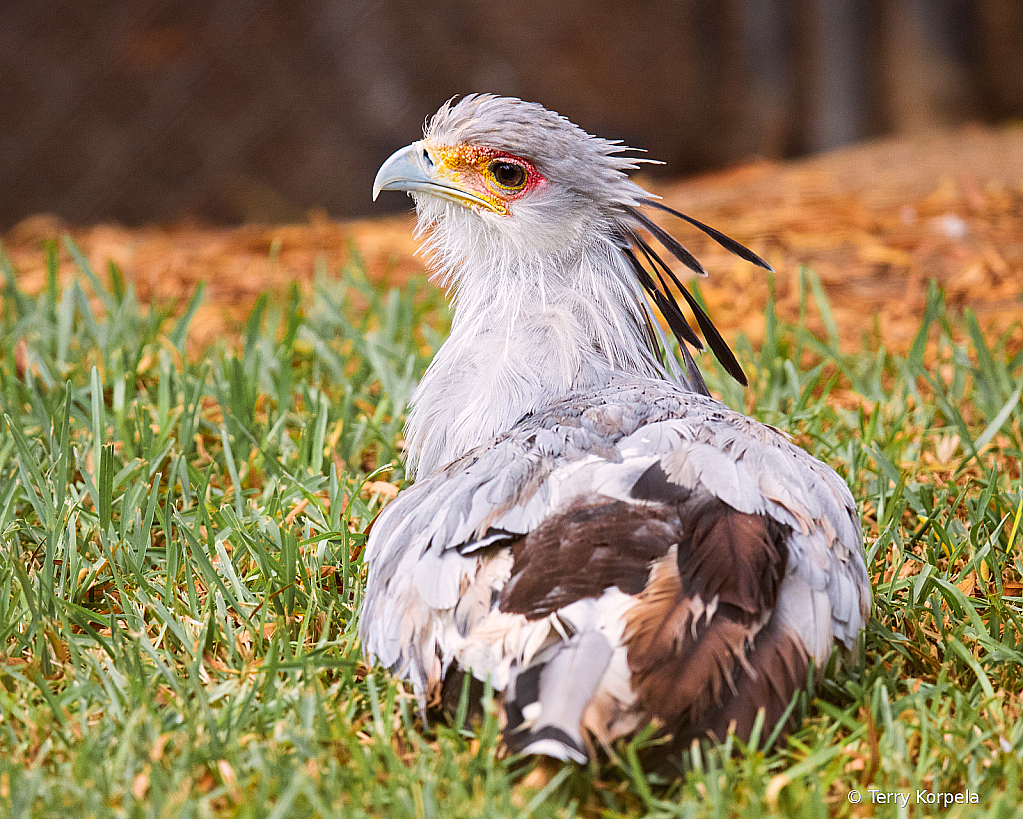 Secretary Bird   