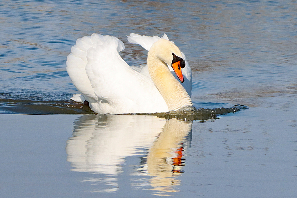 Mute Swan 2