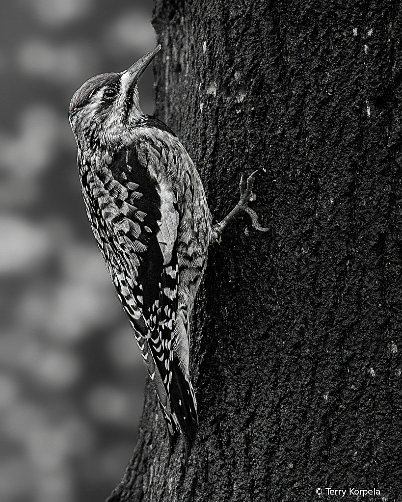Yellow-bellied Sapsucker B&W
