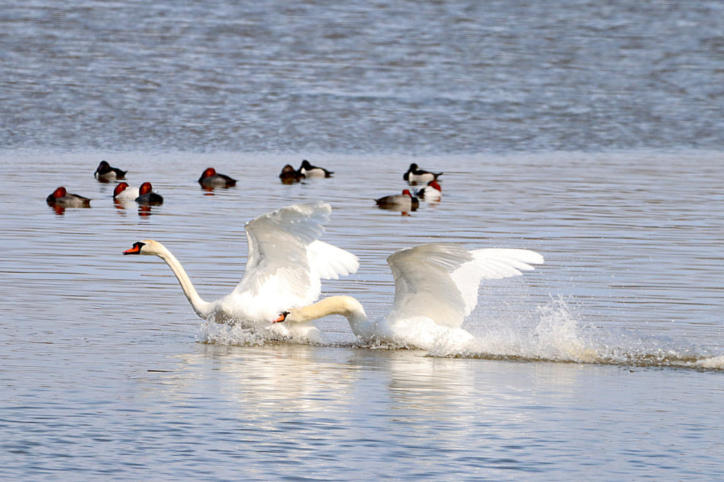 Mute Swan Attacks