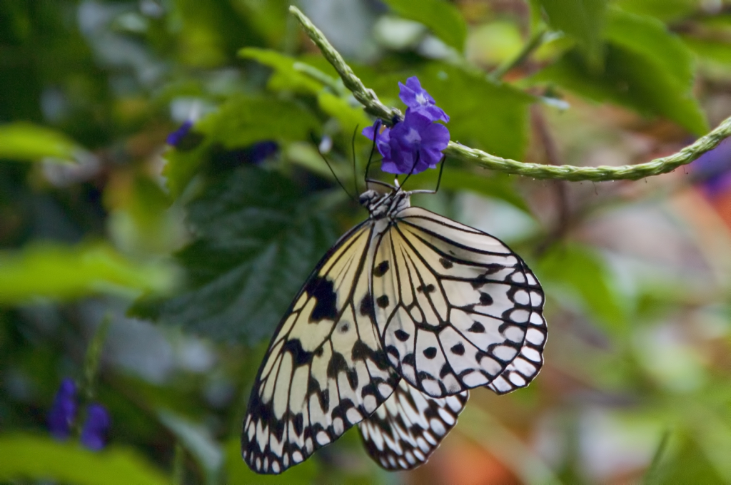 Butterfly Acrobatics