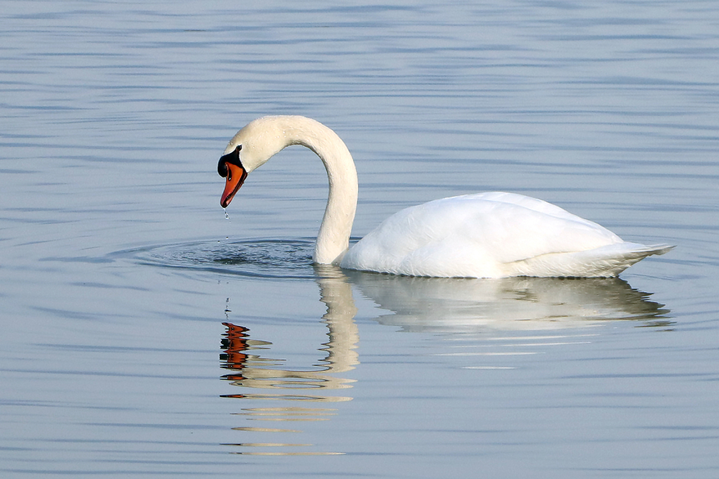 Mute Swan 3