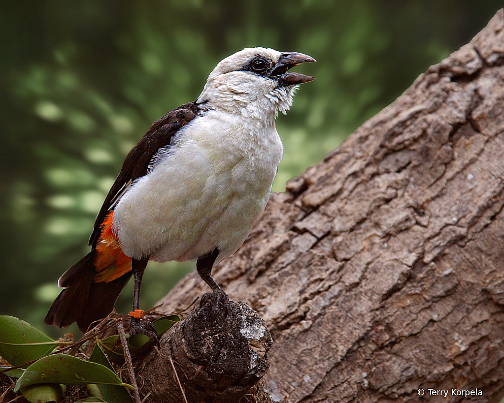 Northern White-headed Buffalo Weaver