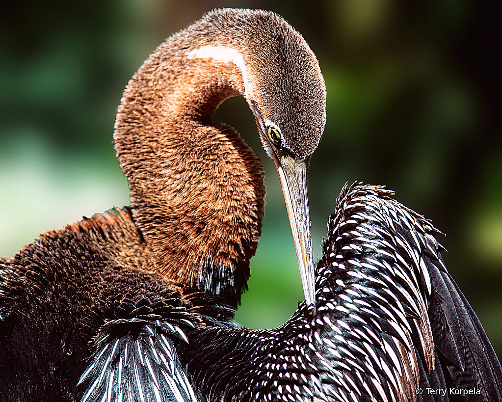 African Darter  