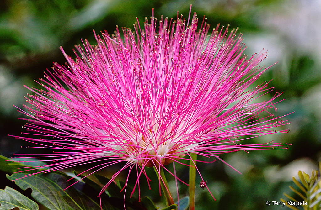 St Thomas Botanical Garden 