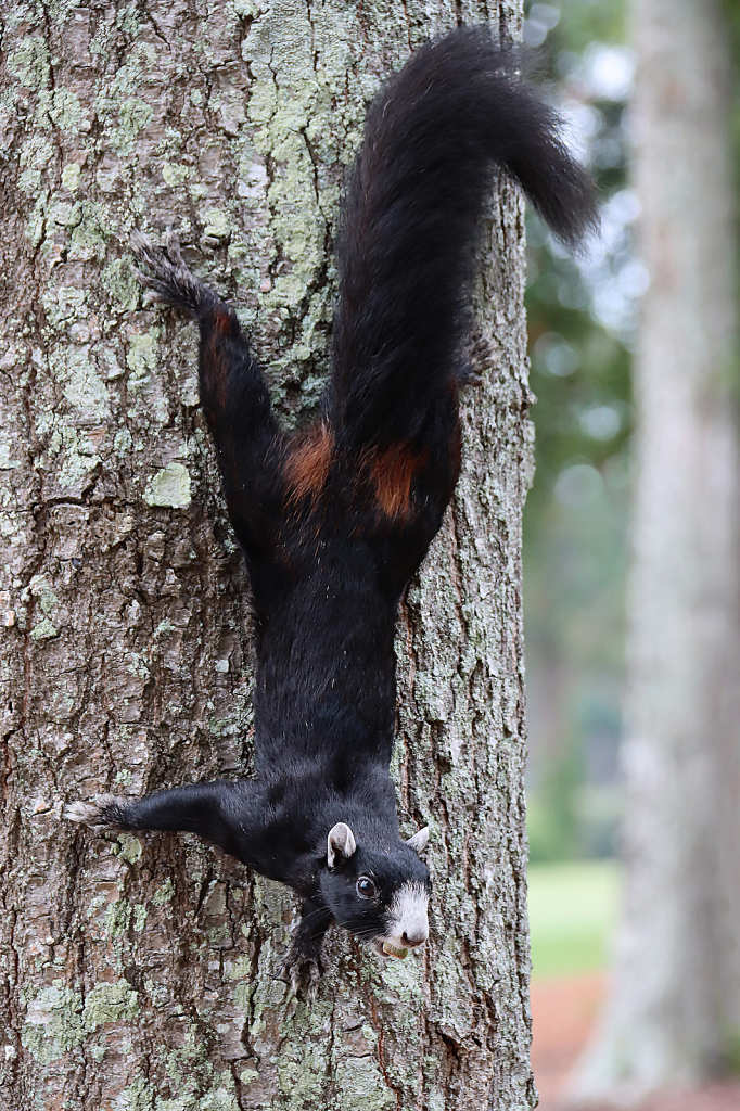 Black Fox Squirrel