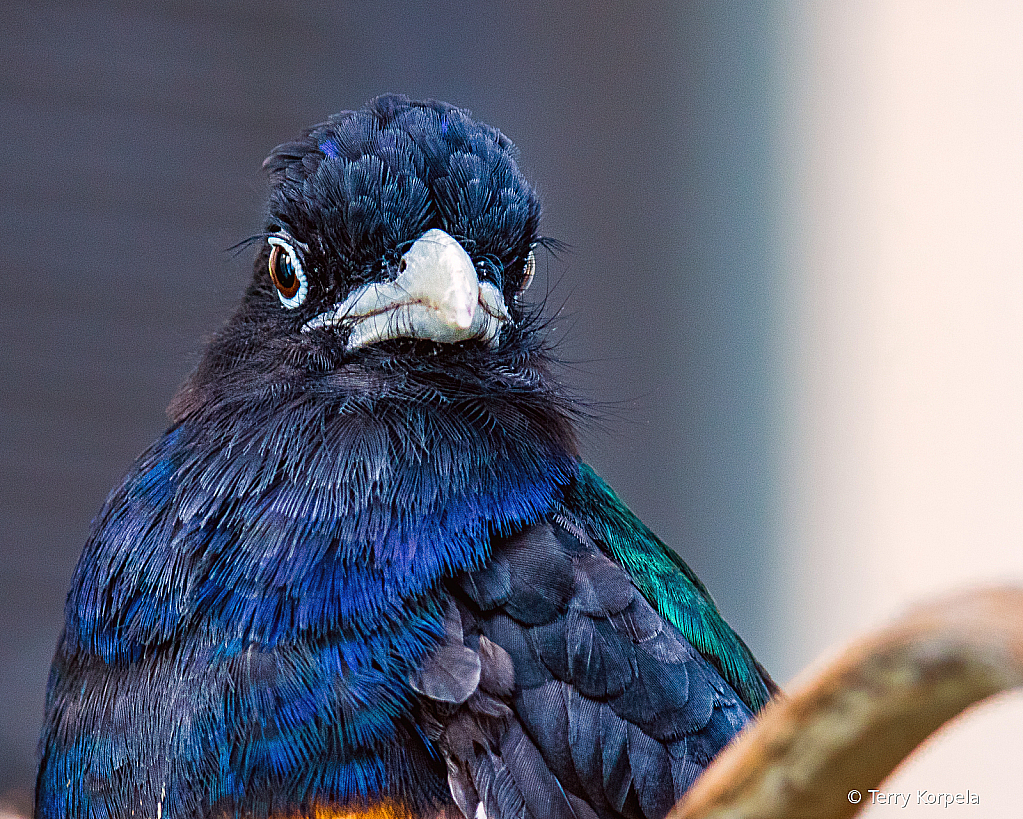 Green-backed Trogon (Head Shot)