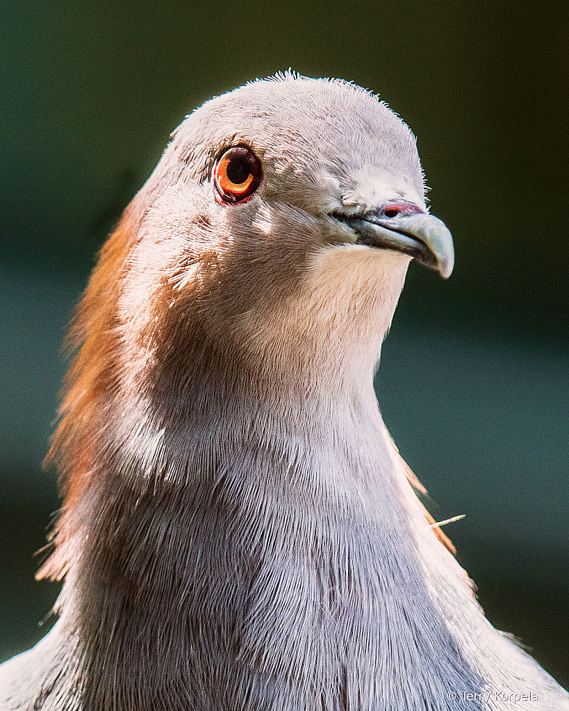 Green Imperial-pigeon