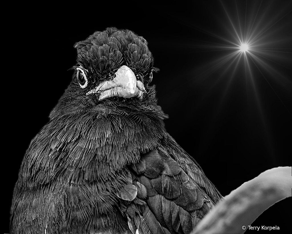 Green-backed Trogon B&W