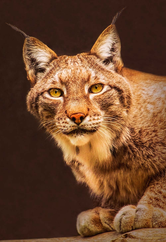 Tufted Russian Lynx