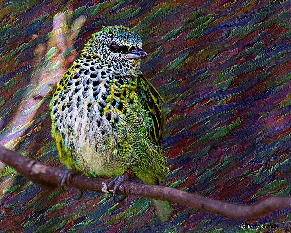 White-eared Catbird