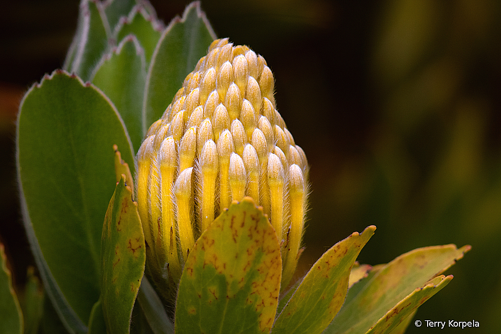 Santa Cruz Botanical Garden  