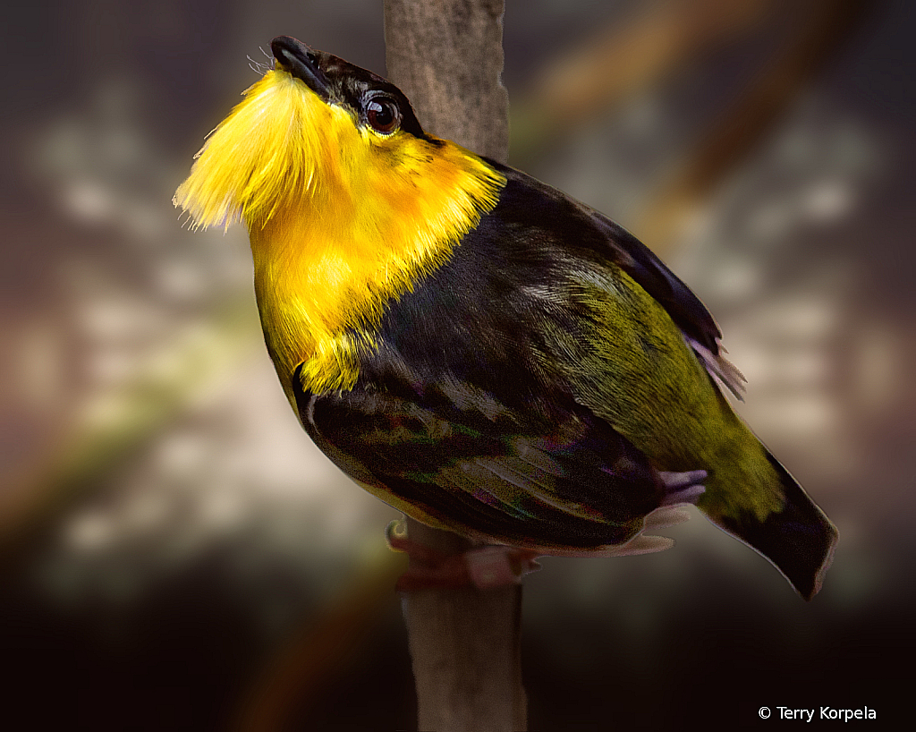 Golden Collared Manakin   