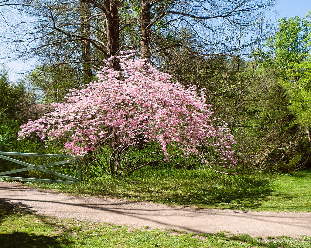 Asheville Botanical Gardens