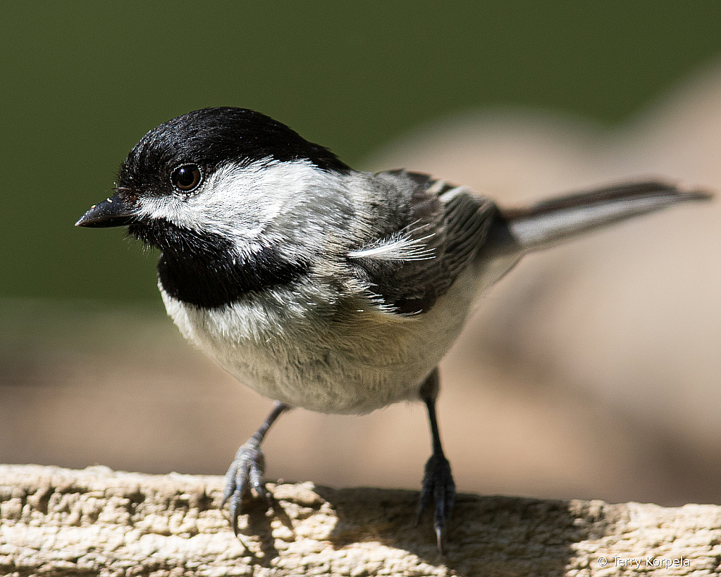 Carolina Chickadee